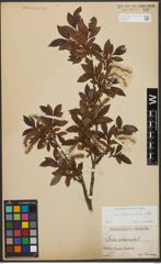 Foto von Salix waldsteiniana Willd.